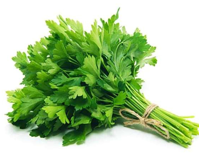 Fresh Herbs Cilantro