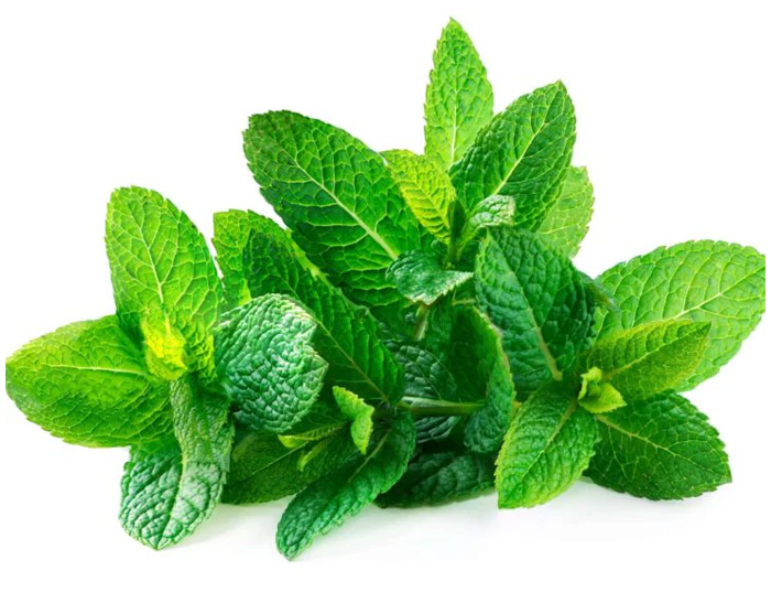 Fresh Herbs Mint