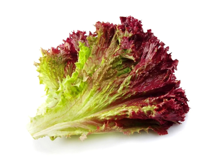 Fresh Herbs Red-Leaf Lettuce