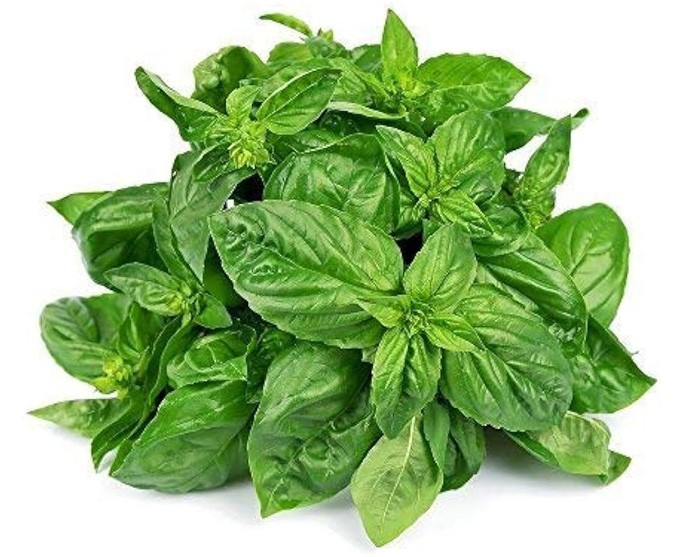 Fresh Herbs Basil