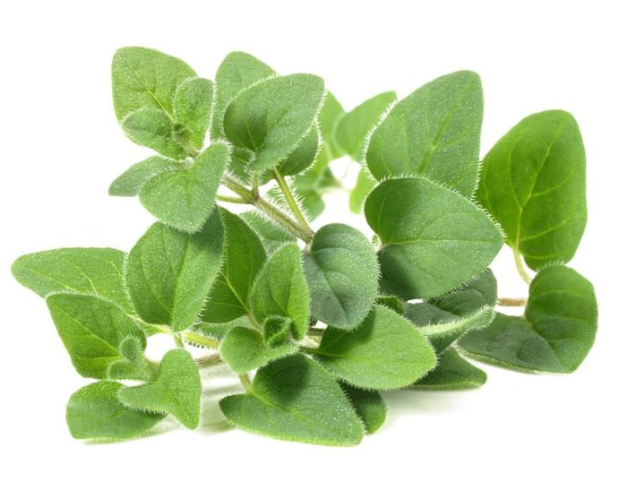 Fresh Herbs Marjoram